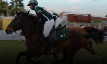 Horses